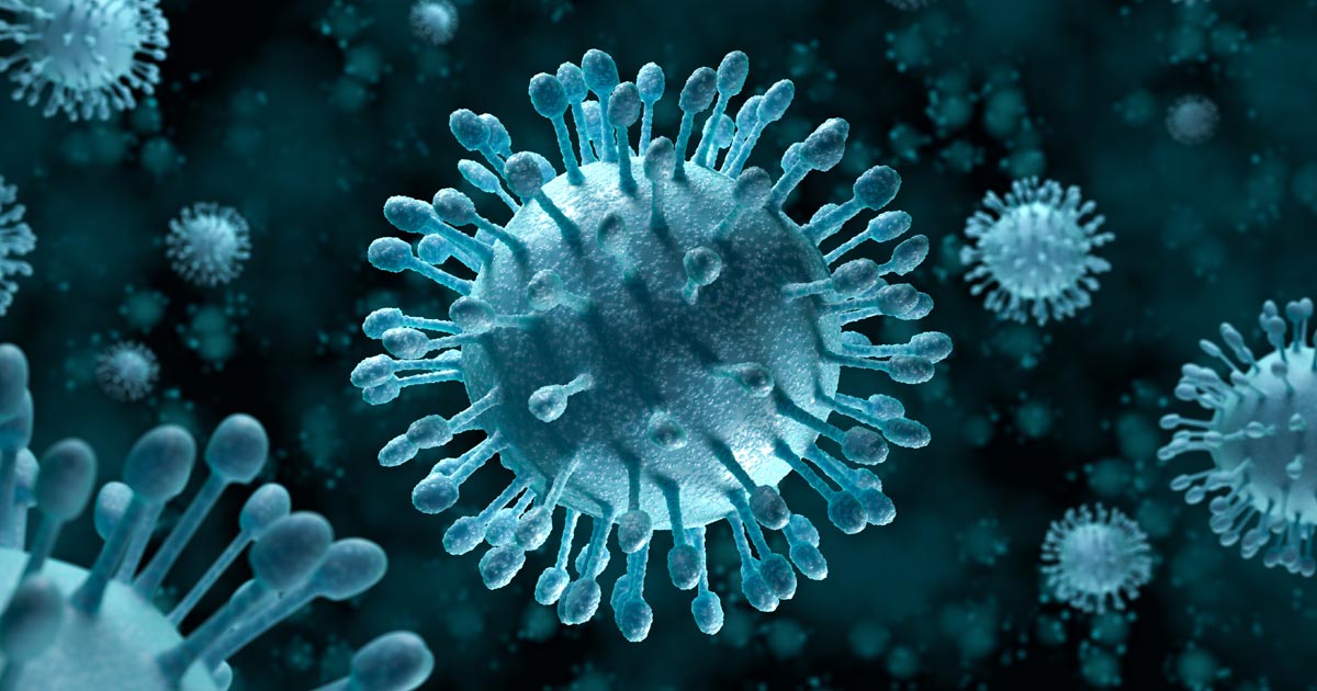 HCV细胞